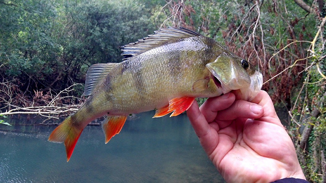 Pêche des carnassiers aux leurres